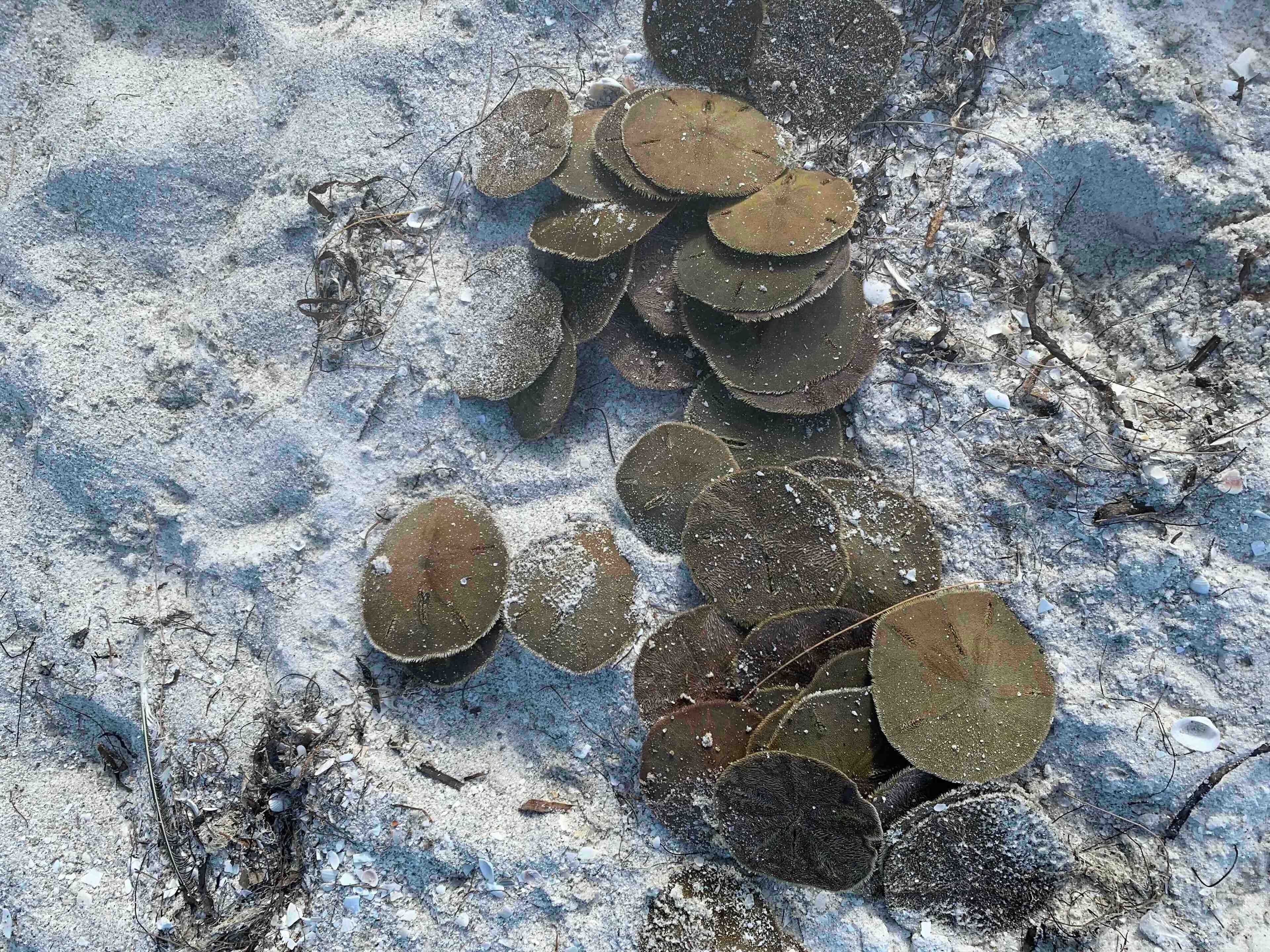 Sand dollars at Anna Maria Island. Great place to swim, paddle board and fish. 
#waterlust #sanddollars #Nature