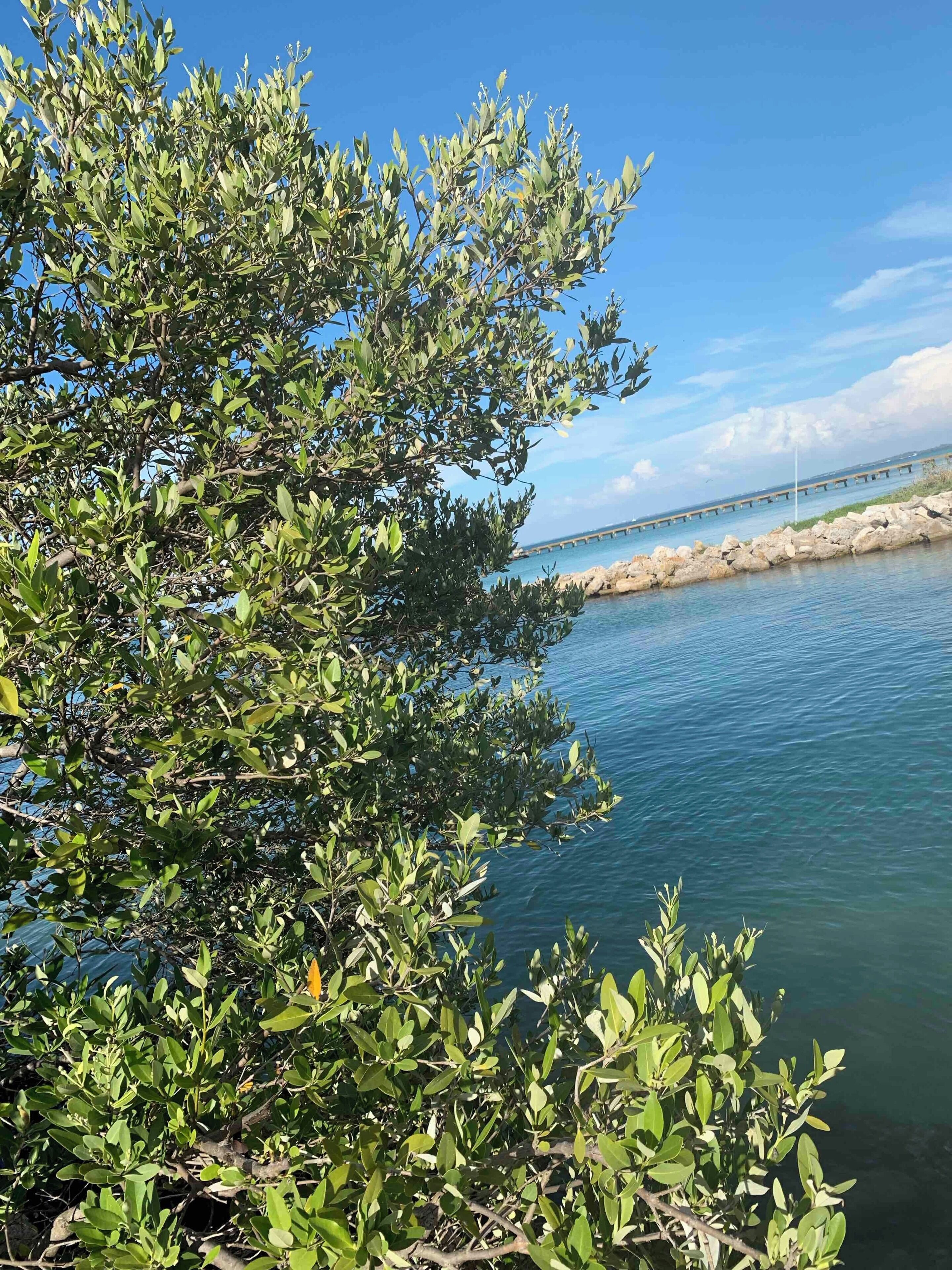 Anna Maria Island. Great place to swim, paddle board and fish. 
#waterlust #Nature