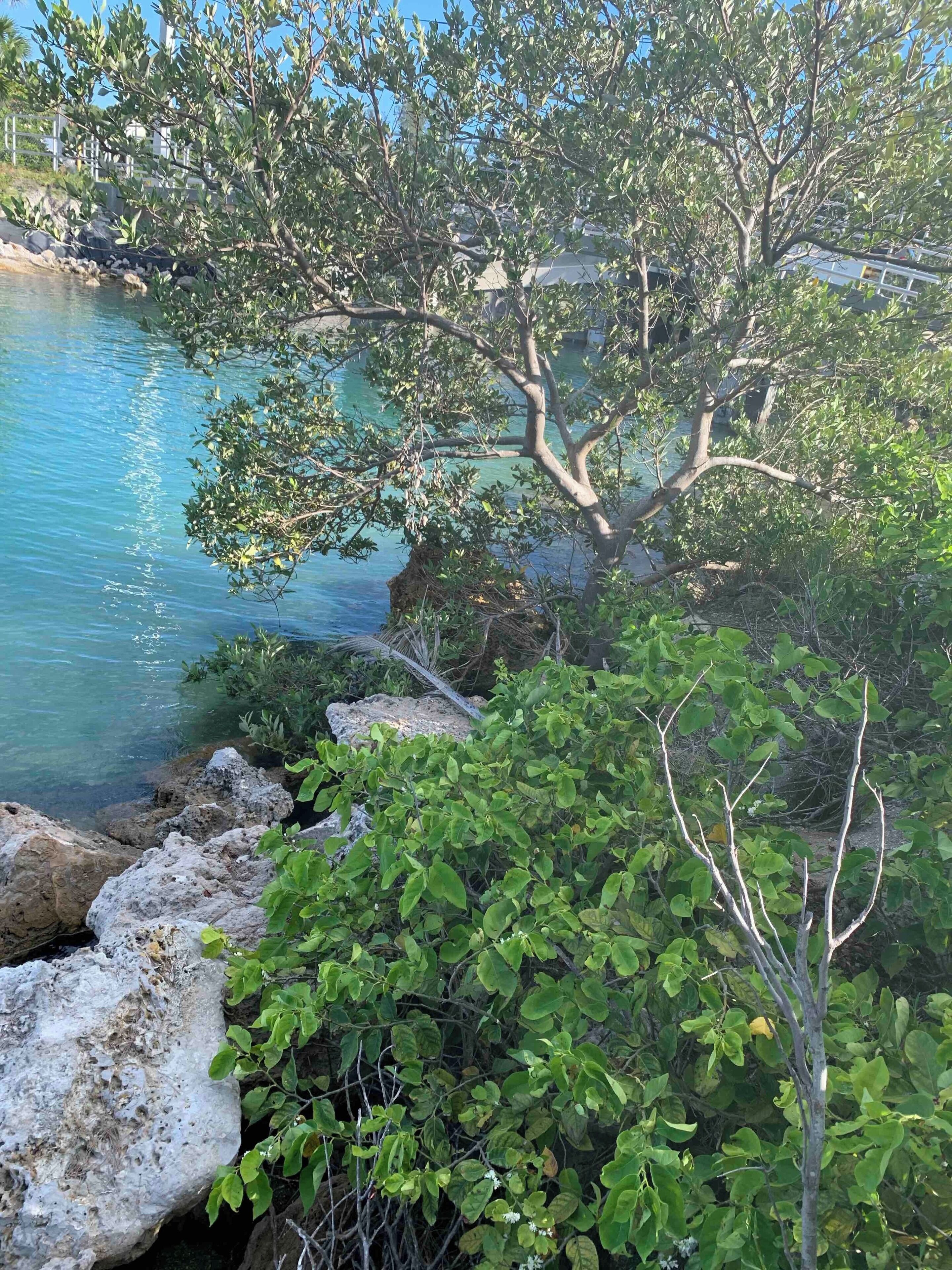 Anna Maria Island. Great place to swim, paddle board and fish. 
#waterlust #Nature