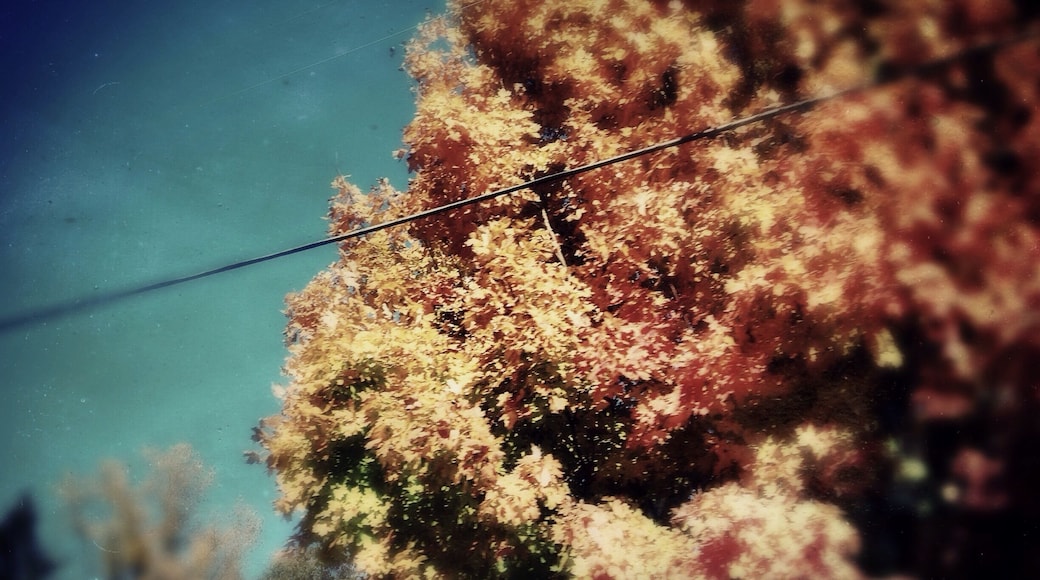 "I love the smell of decay in the morning..."
A beautiful October morning, driving through O'Fallon, IL