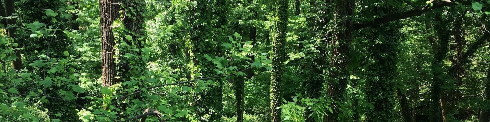 This is what happens when you get A LOT of rain in Virginia.