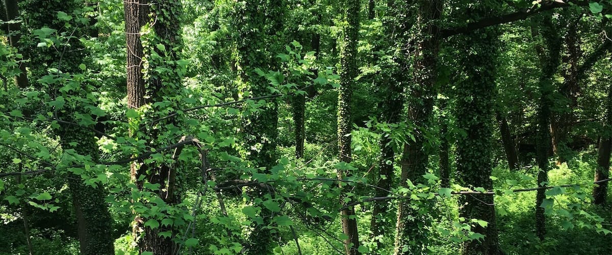 This is what happens when you get A LOT of rain in Virginia.