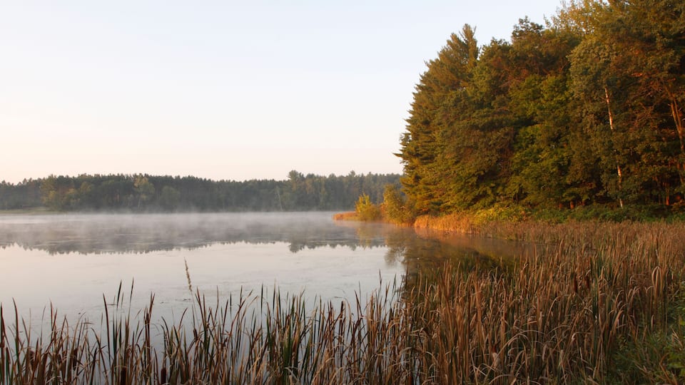 A calm lake with tall reeds in the foreground, surrounded by dense trees and a misty background.