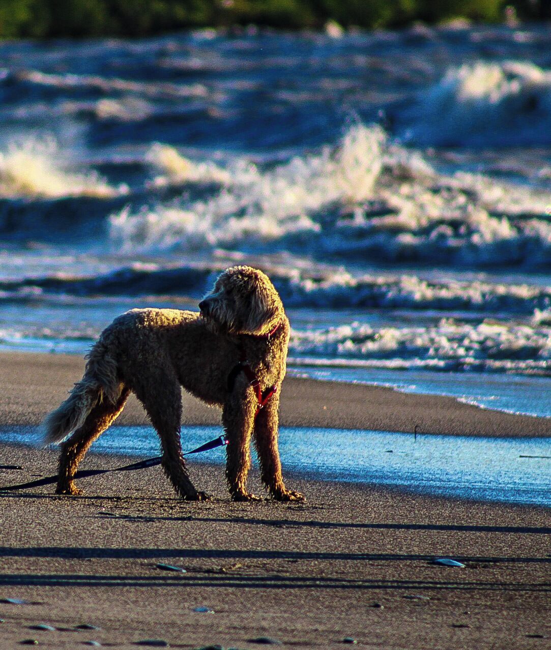 Man's best friend enjoying the day