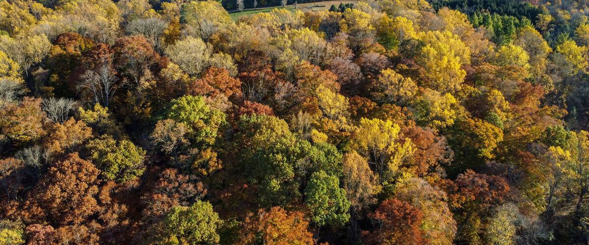 A forested landscape with autumn foliage, a winding road, and scattered buildings.