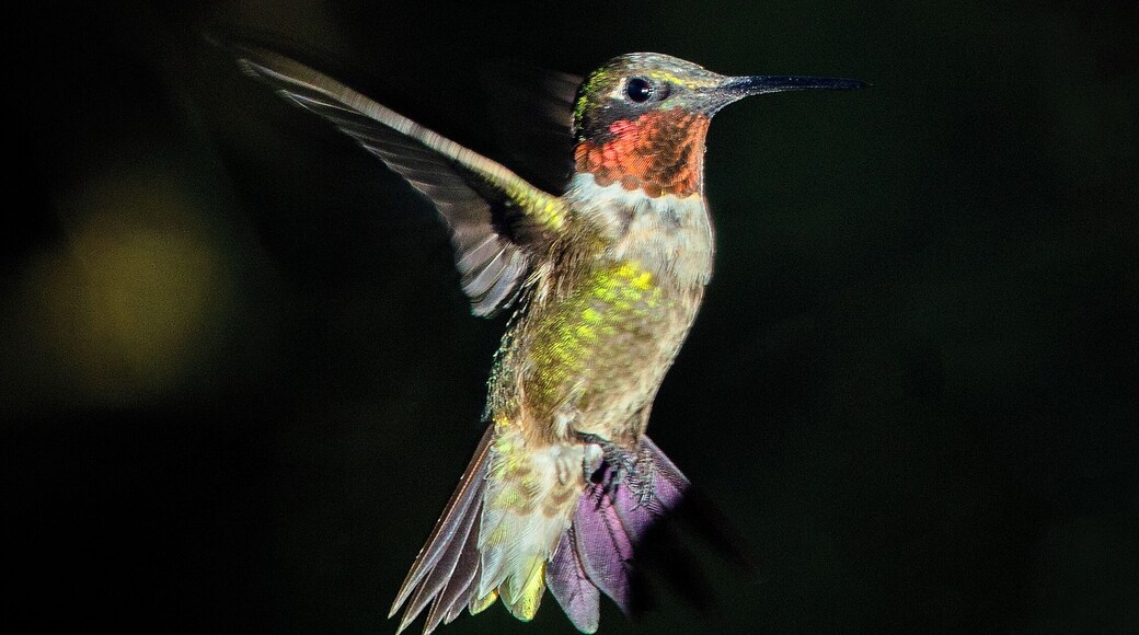 Got a new camera trigger and wanted to try it in the back yard. Still a work in progress, but best of the 300 or so photos I've taken so far. It's been fun trying out capturing these. Would love any tips.