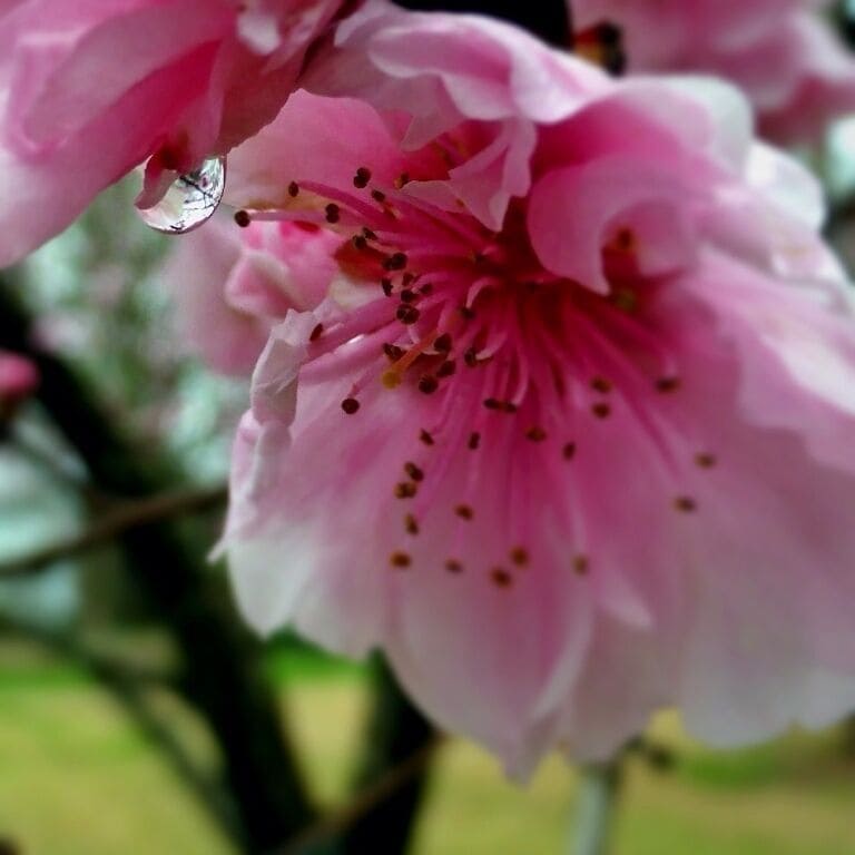 My favorite!

Spring has most defiantly come to Georgia. Long showers, highs in the 70s'. Oh! And tons and tons of flowers. These dog woods are beautiful, but next shower they will be gone. #treetrove