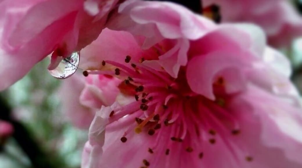 My favorite!
Spring has most defiantly come to Georgia. Long showers, highs in the 70s'. Oh! And tons and tons of flowers. These dog woods are beautiful, but next shower they will be gone. #treetrove