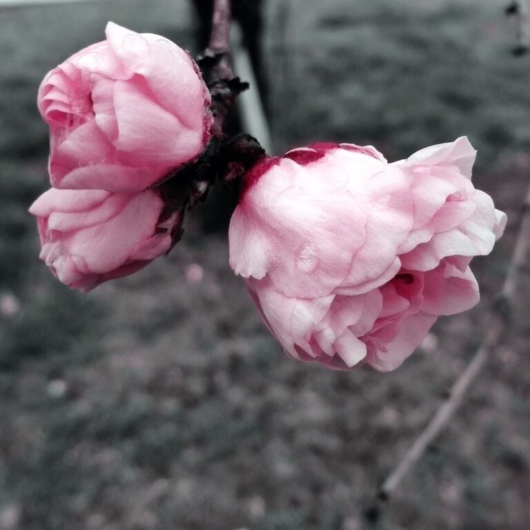 Spring has most defiantly come to Georgia. Long showers, highs in the 70s'. Oh! And tons and tons of flowers. These dog woods are beautiful, but next shower they will be gone. #treetrove