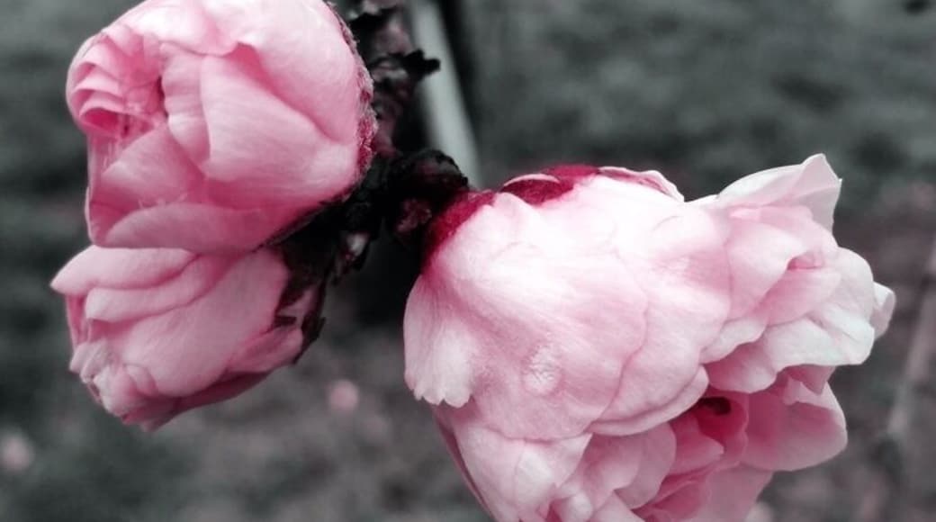 Spring has most defiantly come to Georgia. Long showers, highs in the 70s'. Oh! And tons and tons of flowers. These dog woods are beautiful, but next shower they will be gone. #treetrove