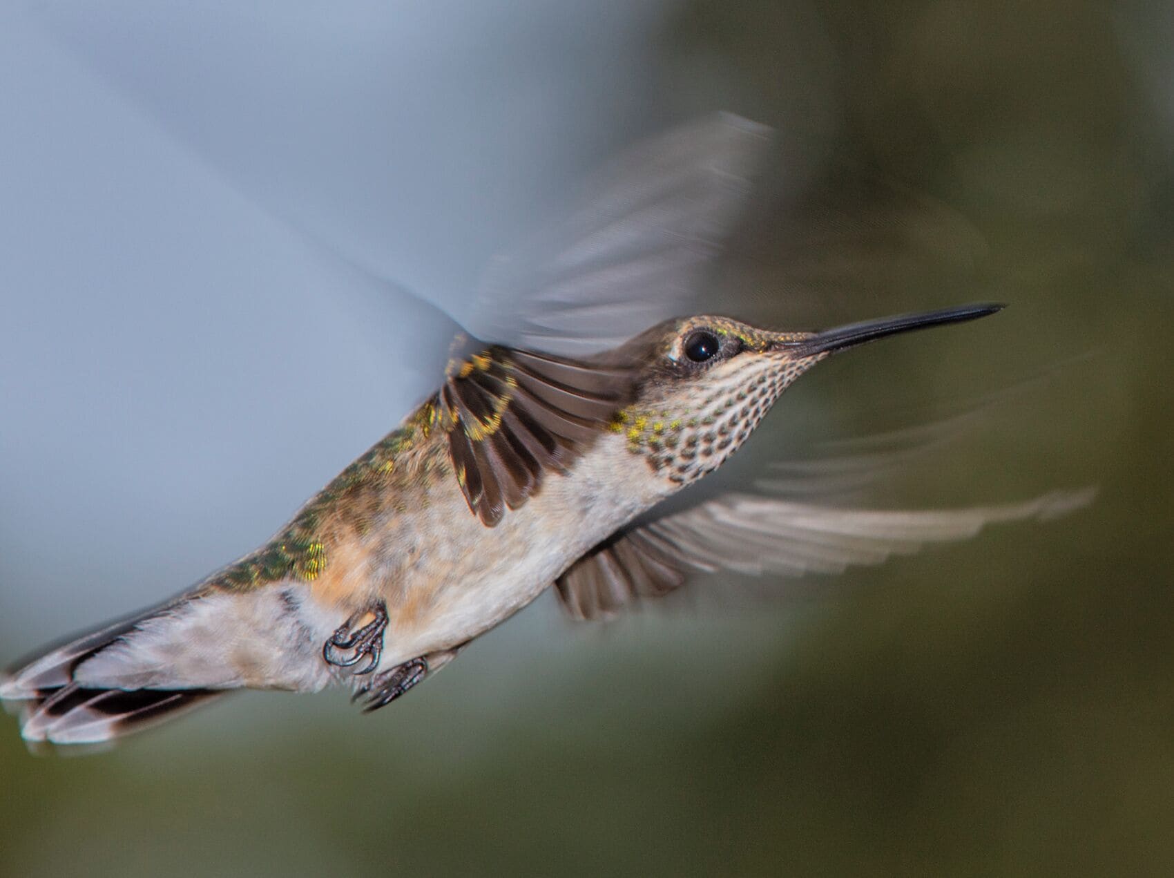 Sat and watched these little guys for a while longer. I think I still need to get the hang of flashes, but it's been a ton of fun. 