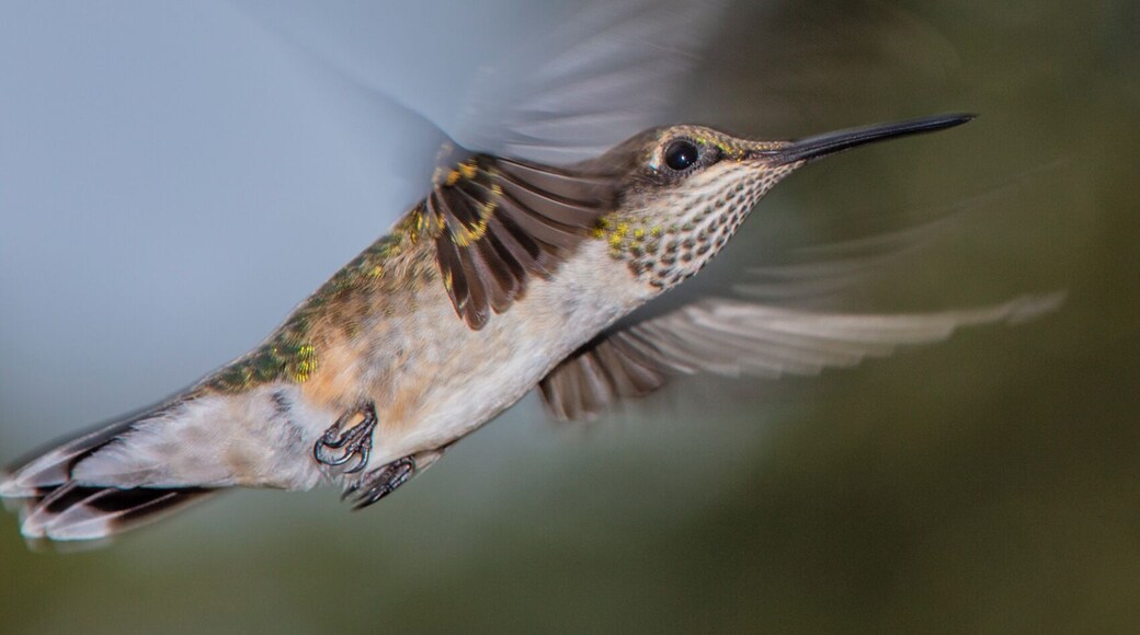 Sat and watched these little guys for a while longer. I think I still need to get the hang of flashes, but it's been a ton of fun.