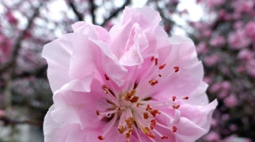 Spring has most defiantly come to Georgia. Long showers, highs in the 70s'. Oh! And tons and tons of flowers. These dog woods are beautiful, but next shower they will be gone. #treetrove