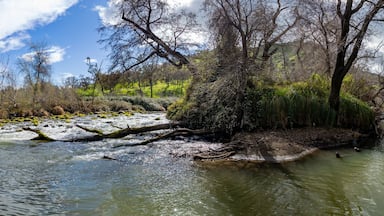 Panorama of Putah Creek island and rapids in Yolo County