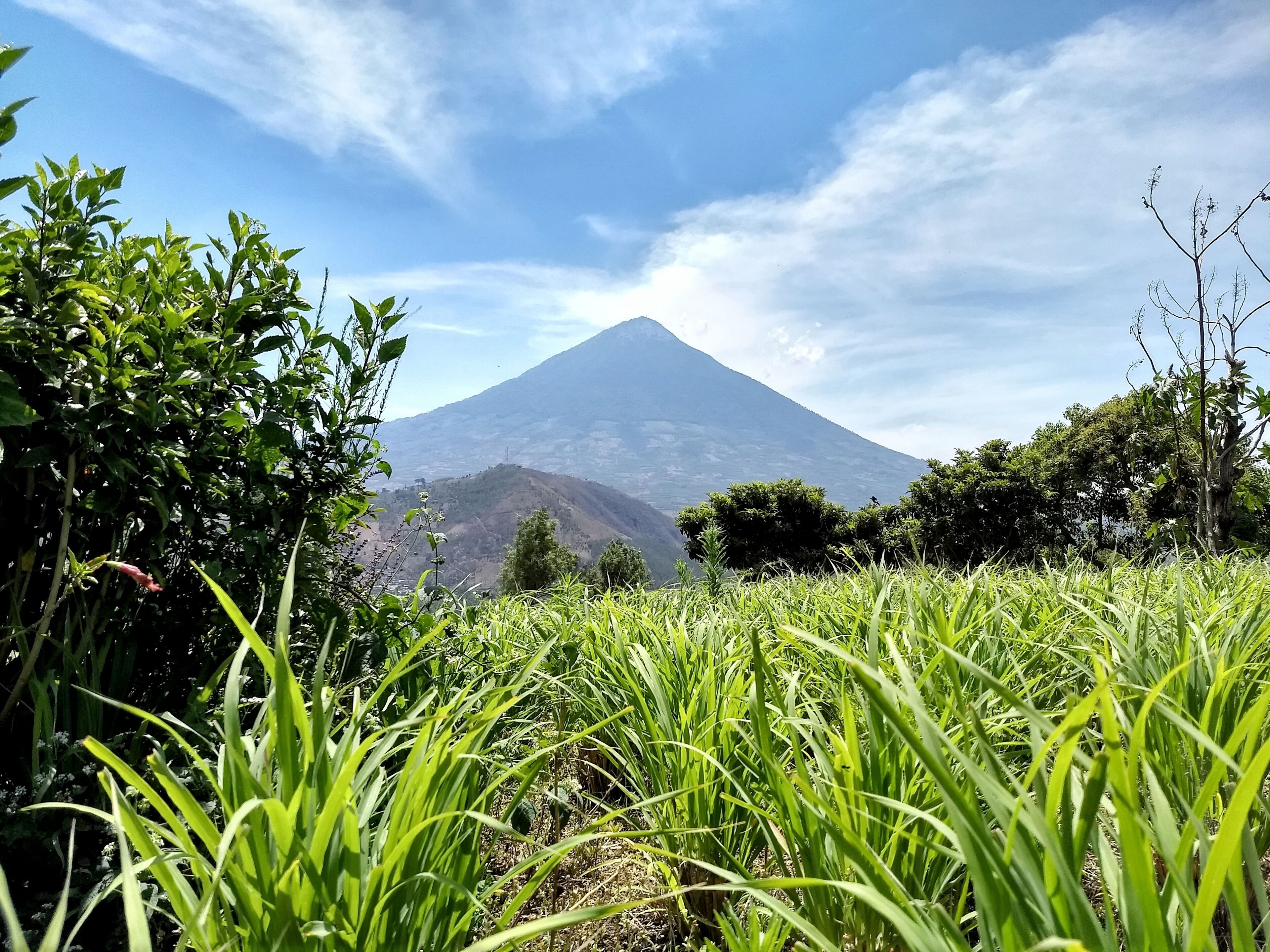 Cultivated lemon tea overlooking the Agua Volcano, Sacatepéquez, Guatemala