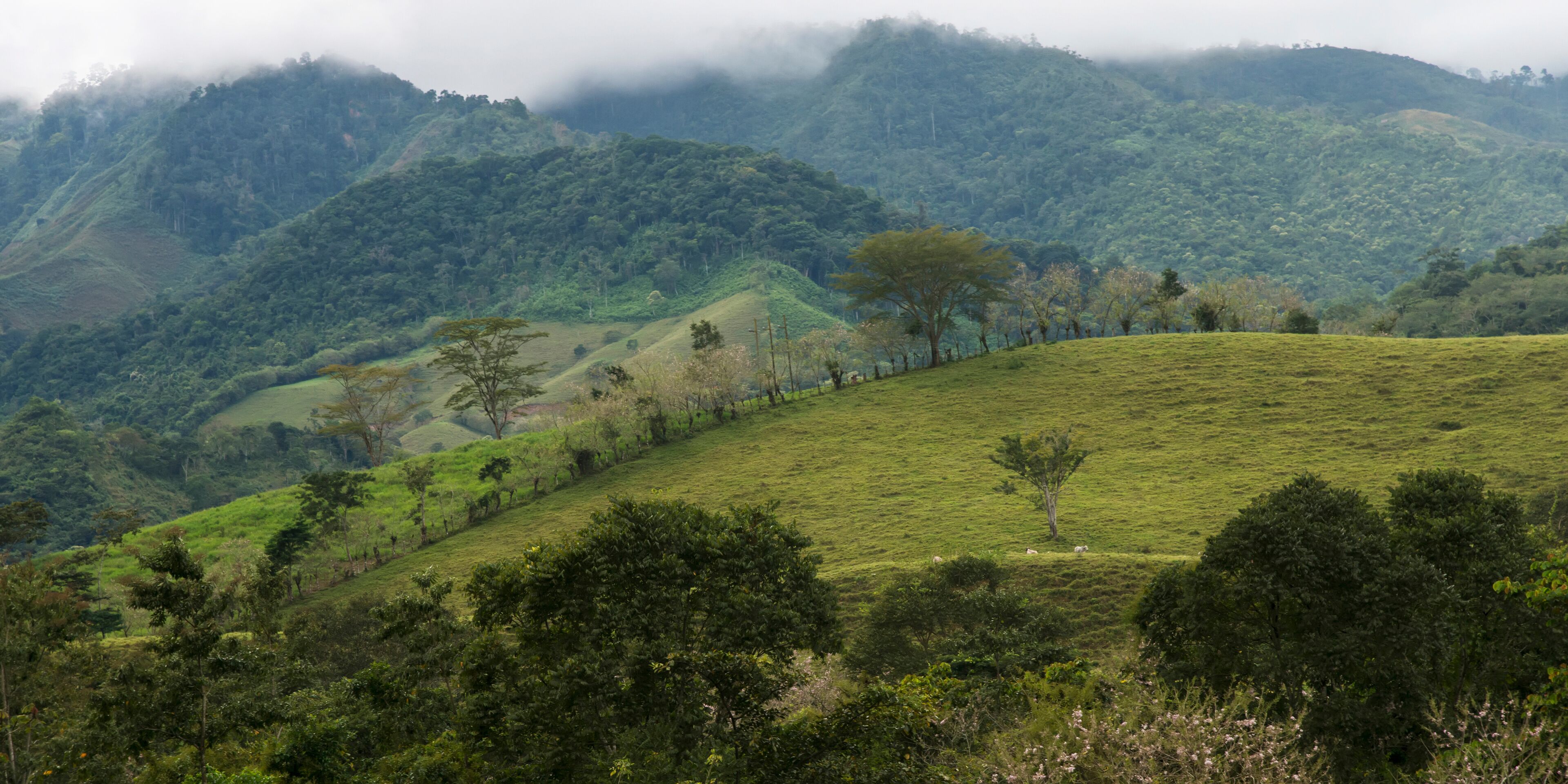 Landscape Of Grassy Hills With Trees And Cloud; Zacapa, Guatemala