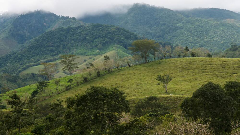 Landscape Of Grassy Hills With Trees And Cloud; Zacapa, Guatemala