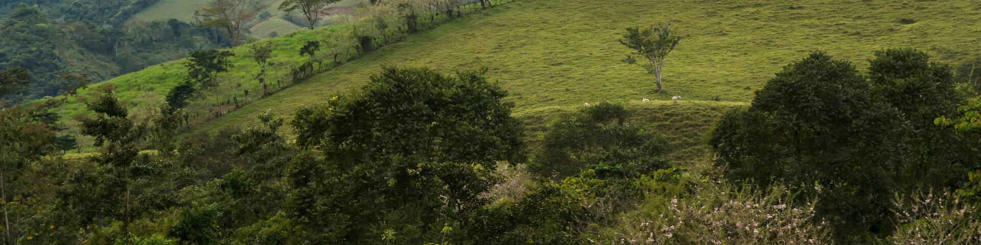Landscape Of Grassy Hills With Trees And Cloud; Zacapa, Guatemala
