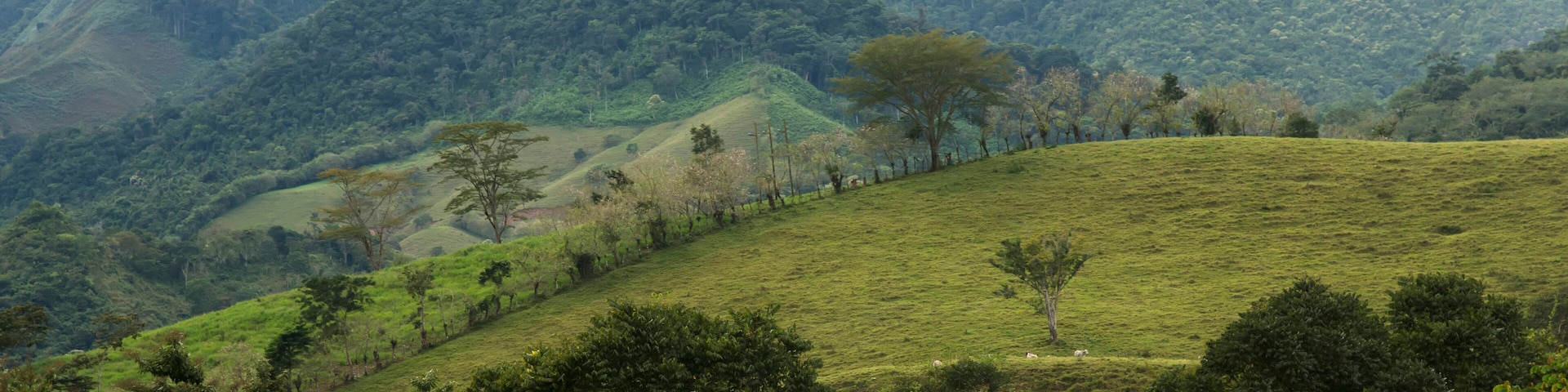 Landscape Of Grassy Hills With Trees And Cloud; Zacapa, Guatemala
