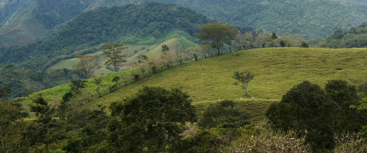 A lush green hillside with scattered trees and a misty mountain backdrop.