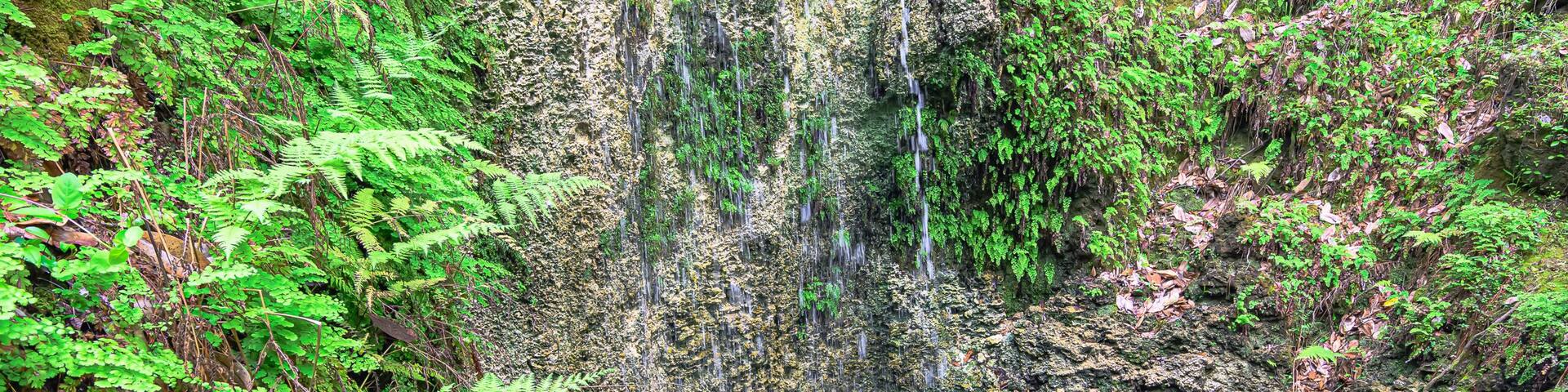 A waterfall cascading over a rocky cliff surrounded by lush green ferns and foliage.