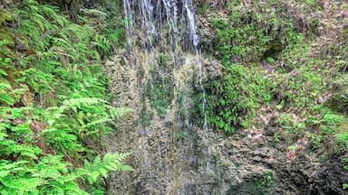 waterfall Falling Waters State Park sink hole green foliage