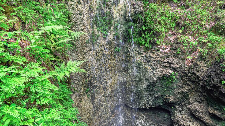 A waterfall cascading over a rocky cliff surrounded by lush green ferns and foliage.