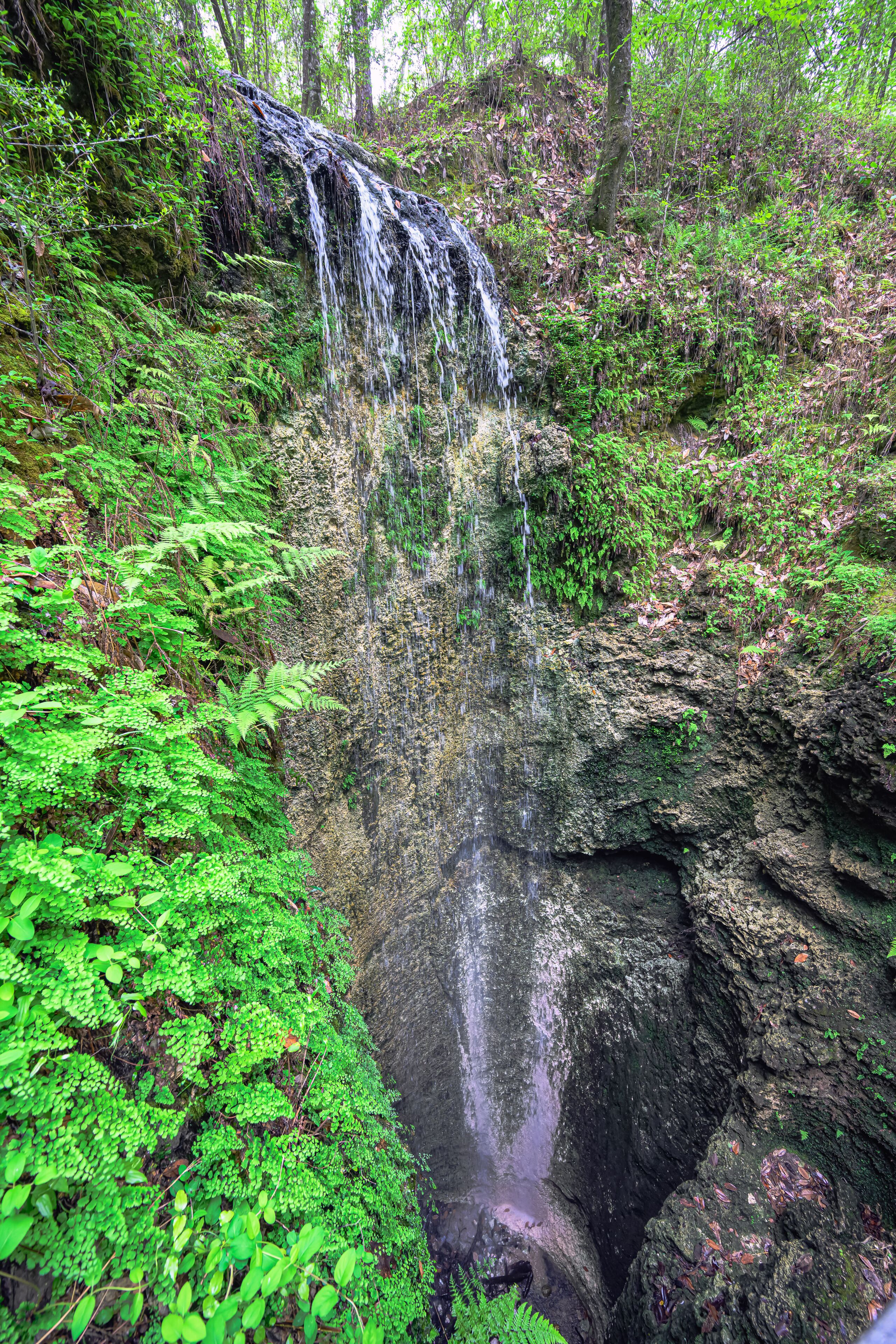 A waterfall cascading over a rocky cliff surrounded by lush green ferns and foliage.