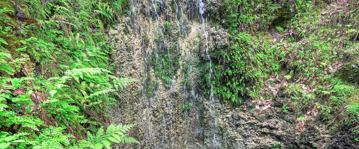 A waterfall cascading over a rocky cliff surrounded by lush green ferns and foliage.