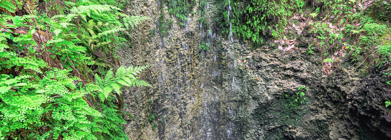 A waterfall cascading over a rocky cliff surrounded by lush green ferns and foliage.
