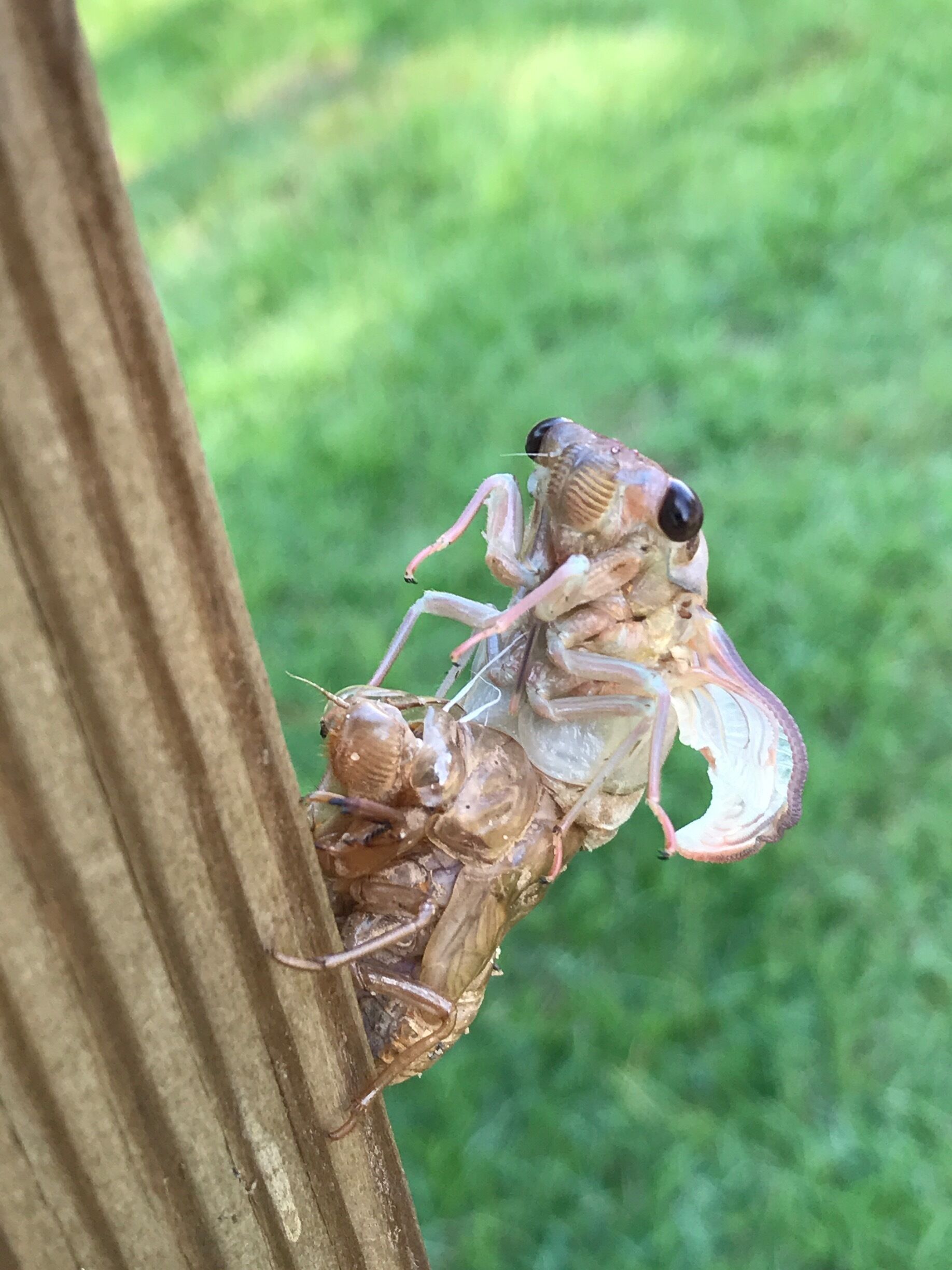 I found this locust shedding it's shell in my back yard.