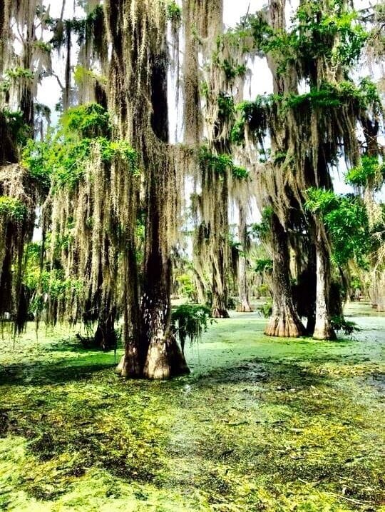 The swampy waters of Florida 