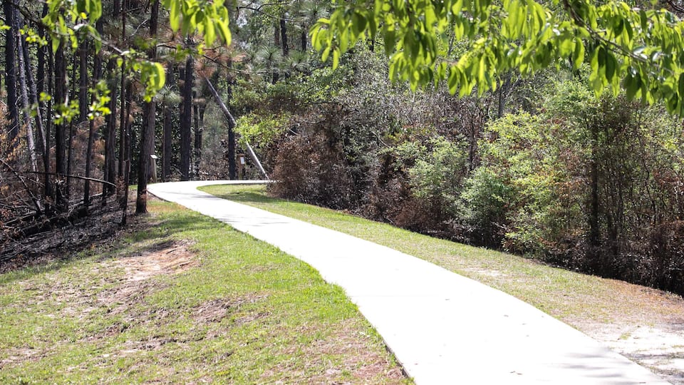 A curved concrete path through a wooded area with dense trees and undergrowth.