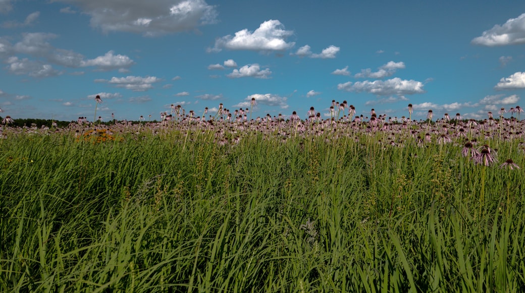 Purple coneflowers (Echinacea angustifolia) in a meadow during summertime.