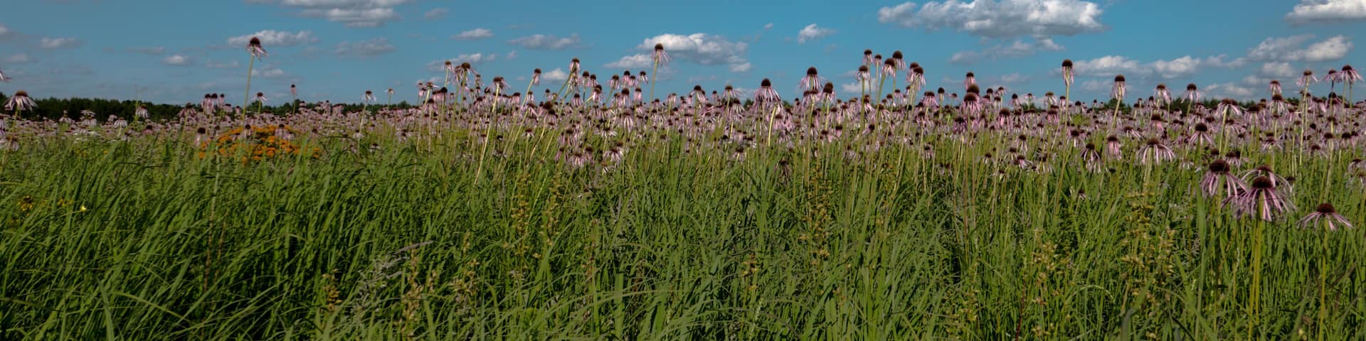 Purple coneflowers (Echinacea angustifolia) in a meadow during summertime.