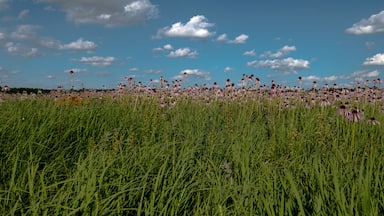 Purple coneflowers (Echinacea angustifolia) in a meadow during summertime.