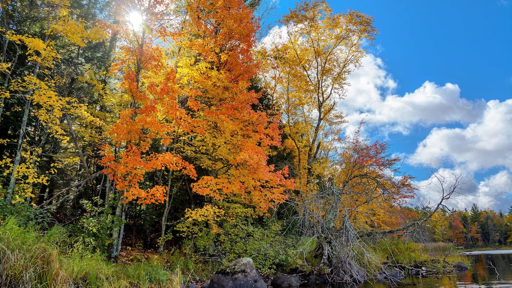 Autumn scenes along the Chippewa River in northern Wisconsin.