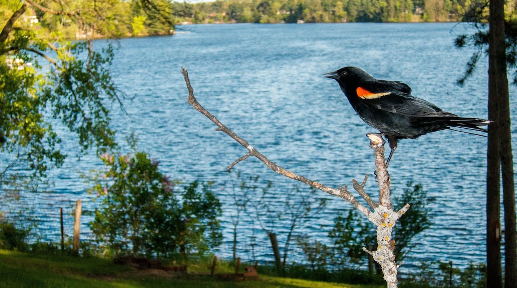 Red-winged Blackbird on branch by blue lake