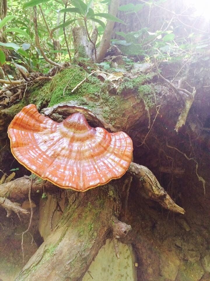 Chilhowee Trail...
forest fungus