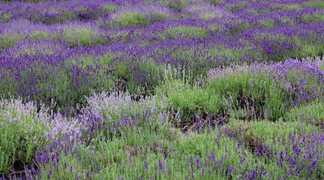 Lavender in bloom is fun to visit, and walk through the fields. Fragrant too.