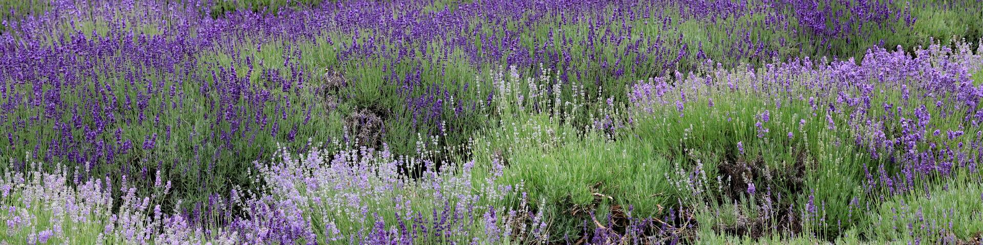 Lavender in bloom is fun to visit, and walk through the fields. Fragrant too.