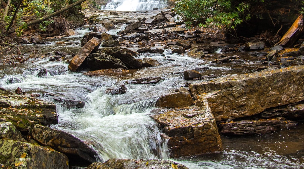 Fall leaves seen on a hike in Christiansburg, a town in southwestern Virginia along the Appalachian mountains.