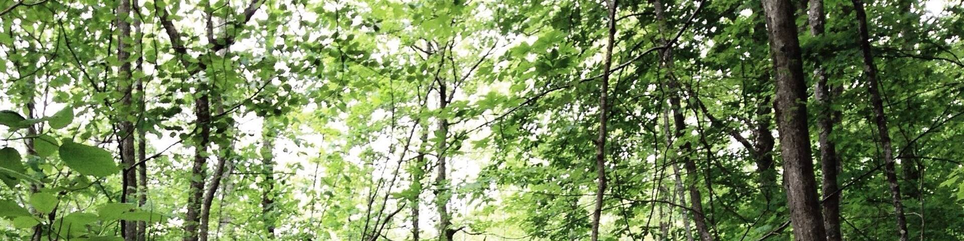 I found this place towards the end of my last semester at Virginia Tech. It's a smaller preserve but there's still some #hiking trails worth exploring. The waterfalls are very fun to splash in.