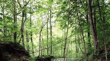 I found this place towards the end of my last semester at Virginia Tech. It's a smaller preserve but there's still some #hiking trails worth exploring. The waterfalls are very fun to splash in.