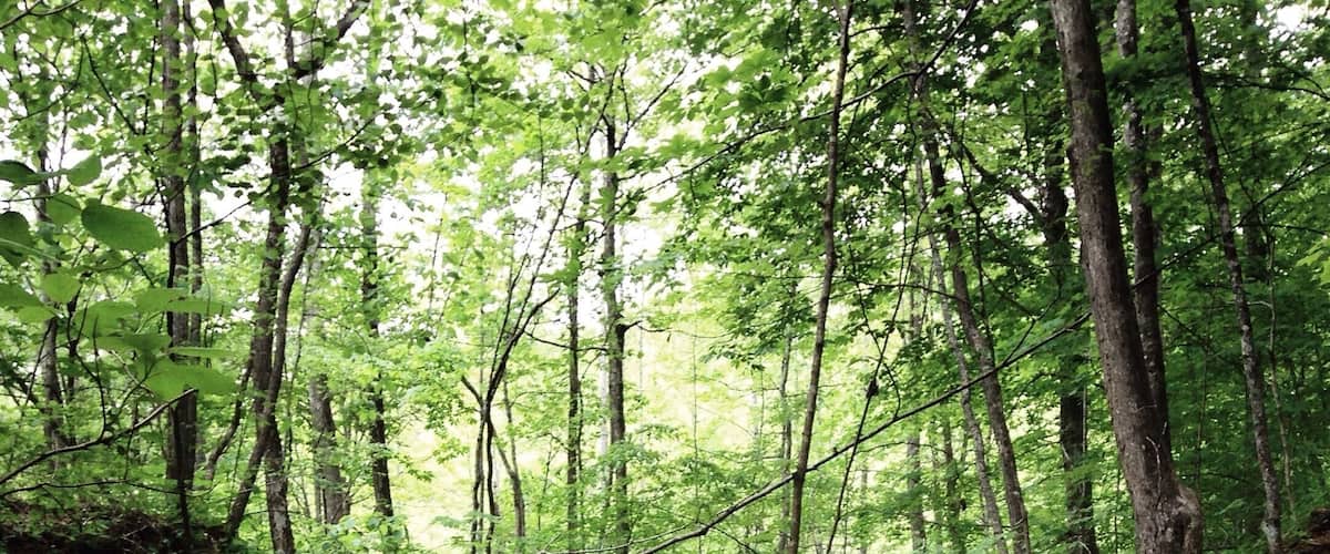 A forest with a small waterfall and a stream.