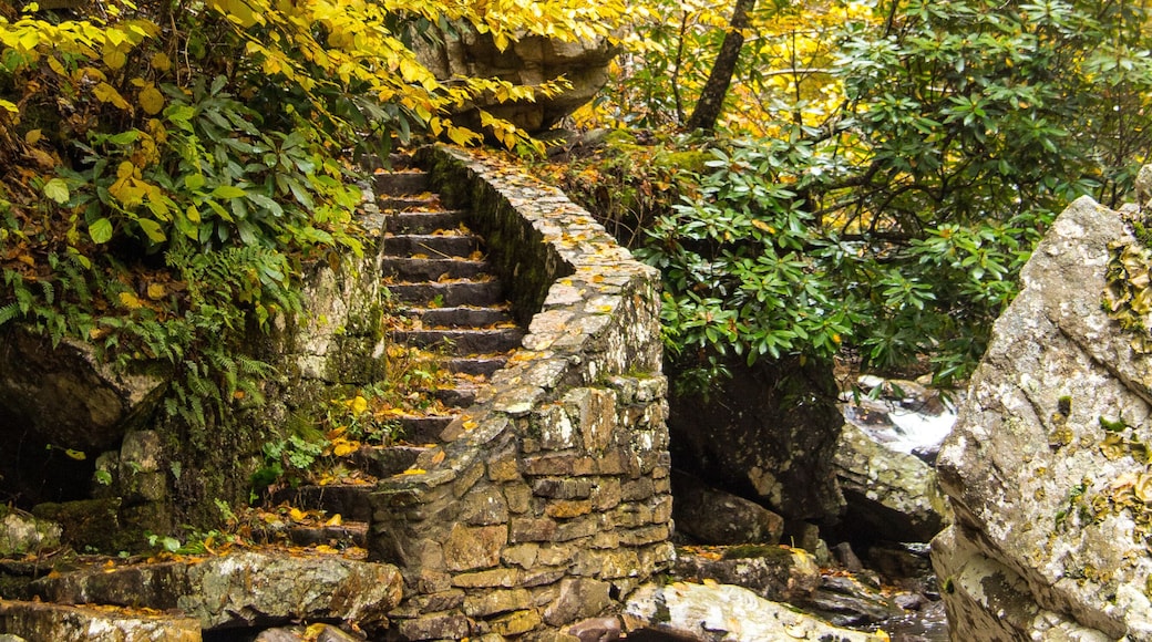 Fall leaves seen on a hike in Christiansburg, a town in southwestern Virginia along the Appalachian mountains.