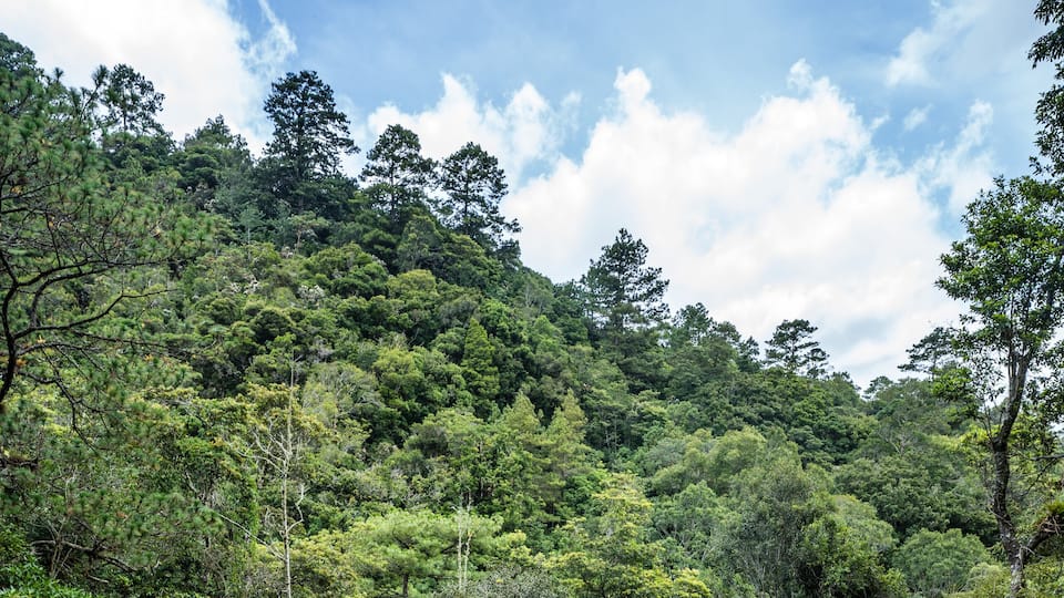 A dense forest with a variety of trees and underbrush.