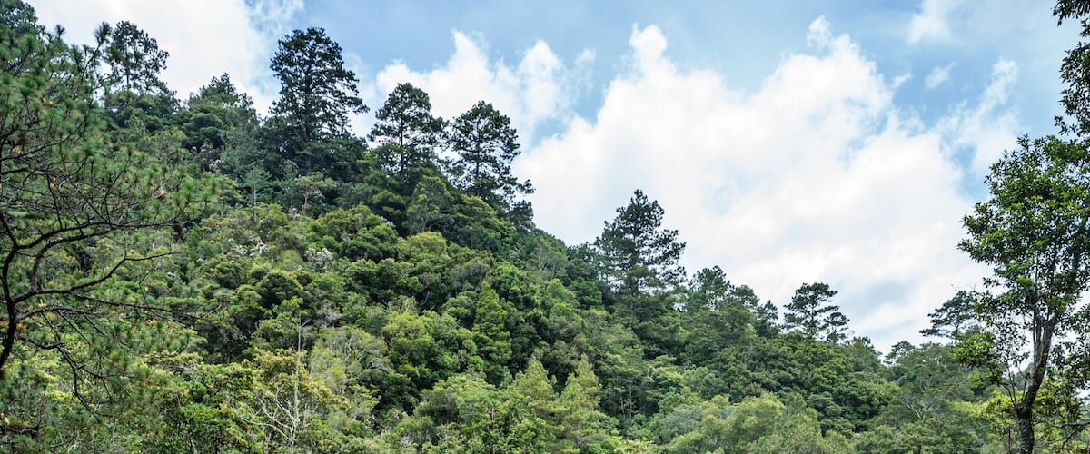 A dense forest with a variety of trees and underbrush.