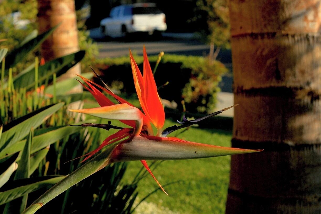 #TroveOn Birds of Paradise

I took a photo of this tropical flower because it looked like it was ready to move. It mimics a real bird, even if its a flower. Nevertheless this flower specie is stunning. 