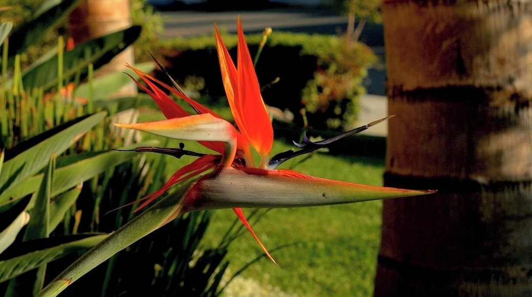 #TroveOn Birds of Paradise
I took a photo of this tropical flower because it looked like it was ready to move. It mimics a real bird, even if its a flower. Nevertheless this flower specie is stunning.
